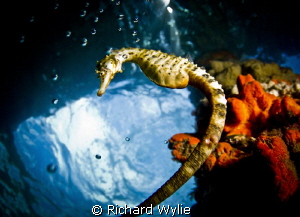 "What a long tail you have". Pot Bellied Seahorse! by Richard Wylie 